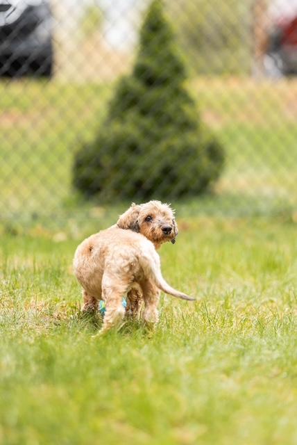 Enlarge Holly, a ADOPTABLE mixed breed in Foster, RI image 3/4