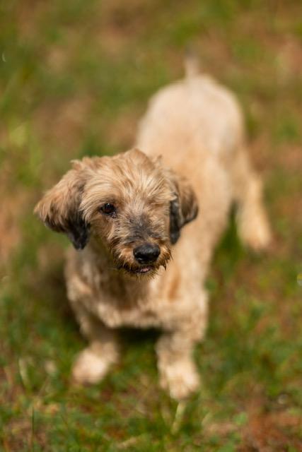 Enlarge Holly, a ADOPTABLE mixed breed in Foster, RI image 2/4