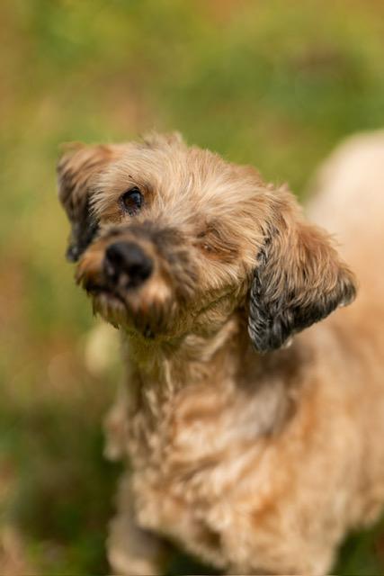 Enlarge Holly, a ADOPTABLE mixed breed in Foster, RI image 1/4