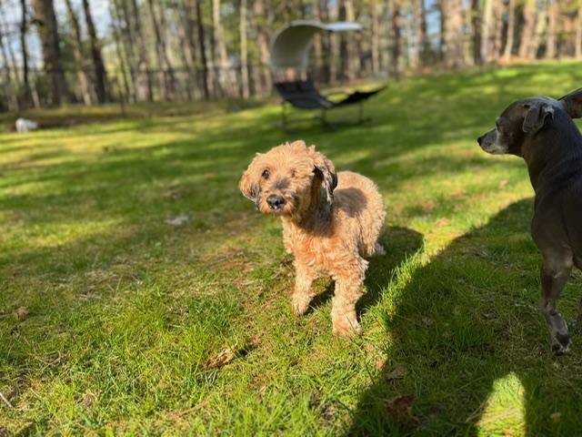 Enlarge Holly, a ADOPTABLE mixed breed in Foster, RI image 4/4