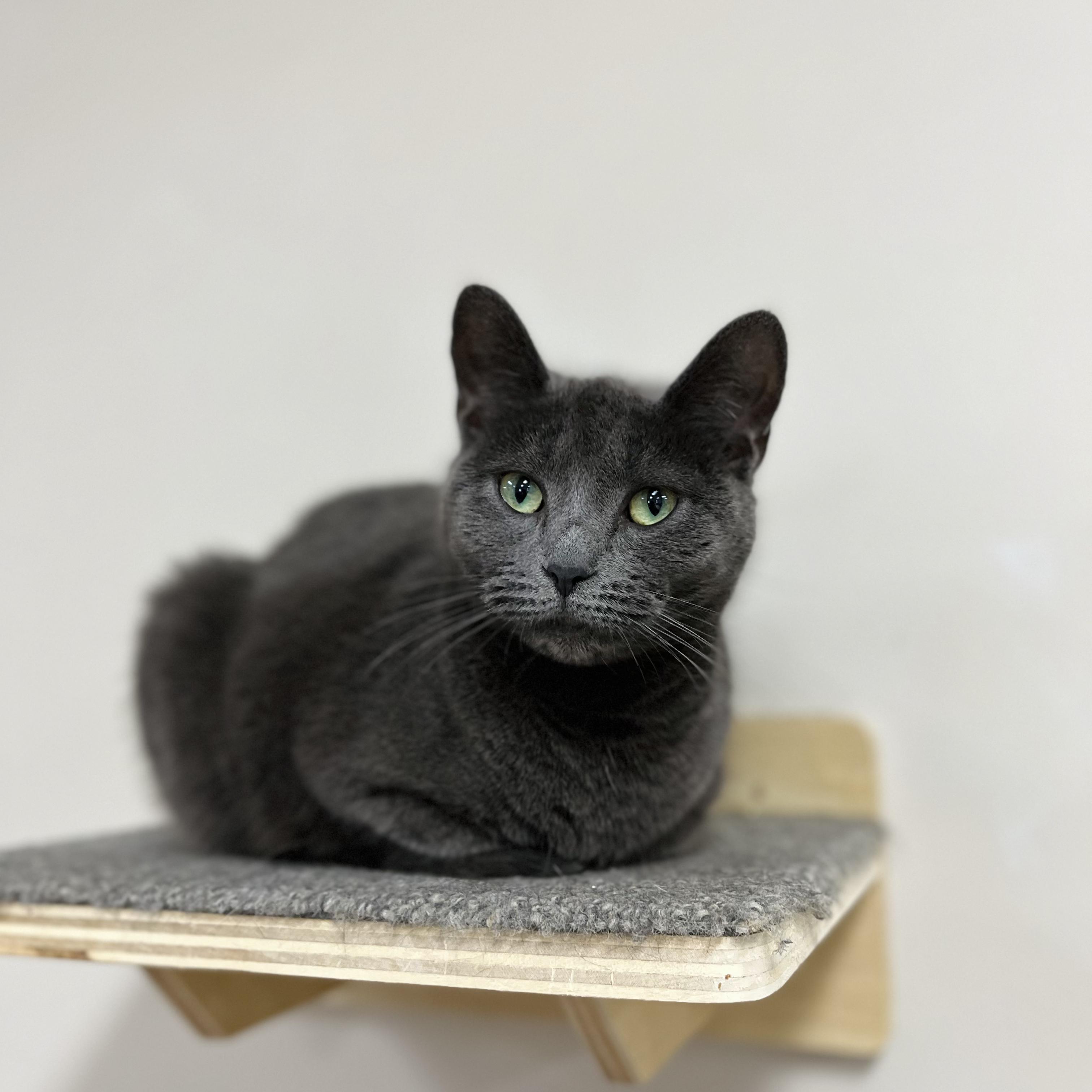 Stripes, a Adoptable mixed breed in Toledo, OH image 2/2