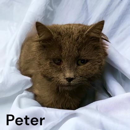 Peter, Adoptable, Adult Male Domestic Medium Hair & Domestic Short Hair.