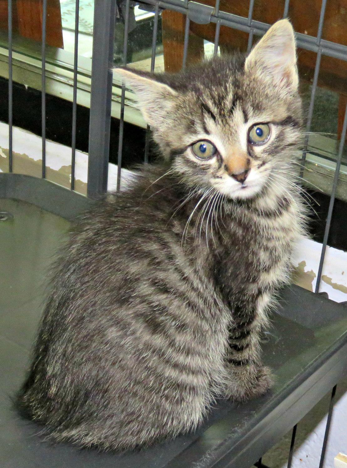 Sepia, Baby Female Domestic Short Hair