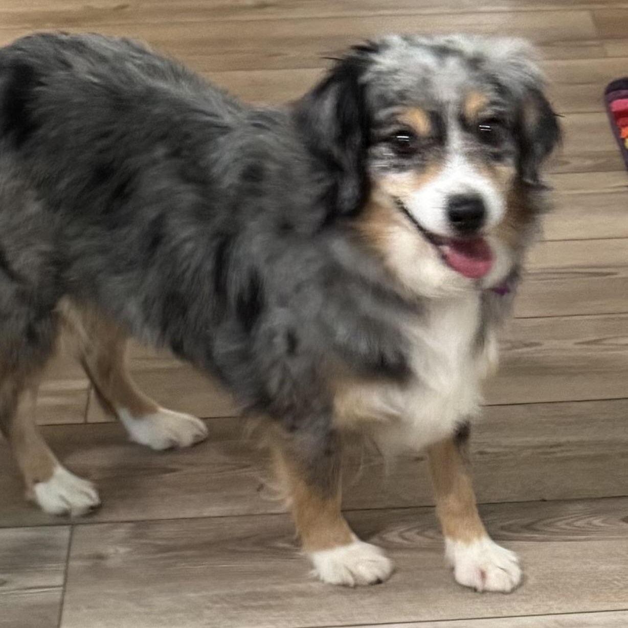 Cheery, a ADOPTABLE Australian Shepherd in Louisburg, KS image 5/5
