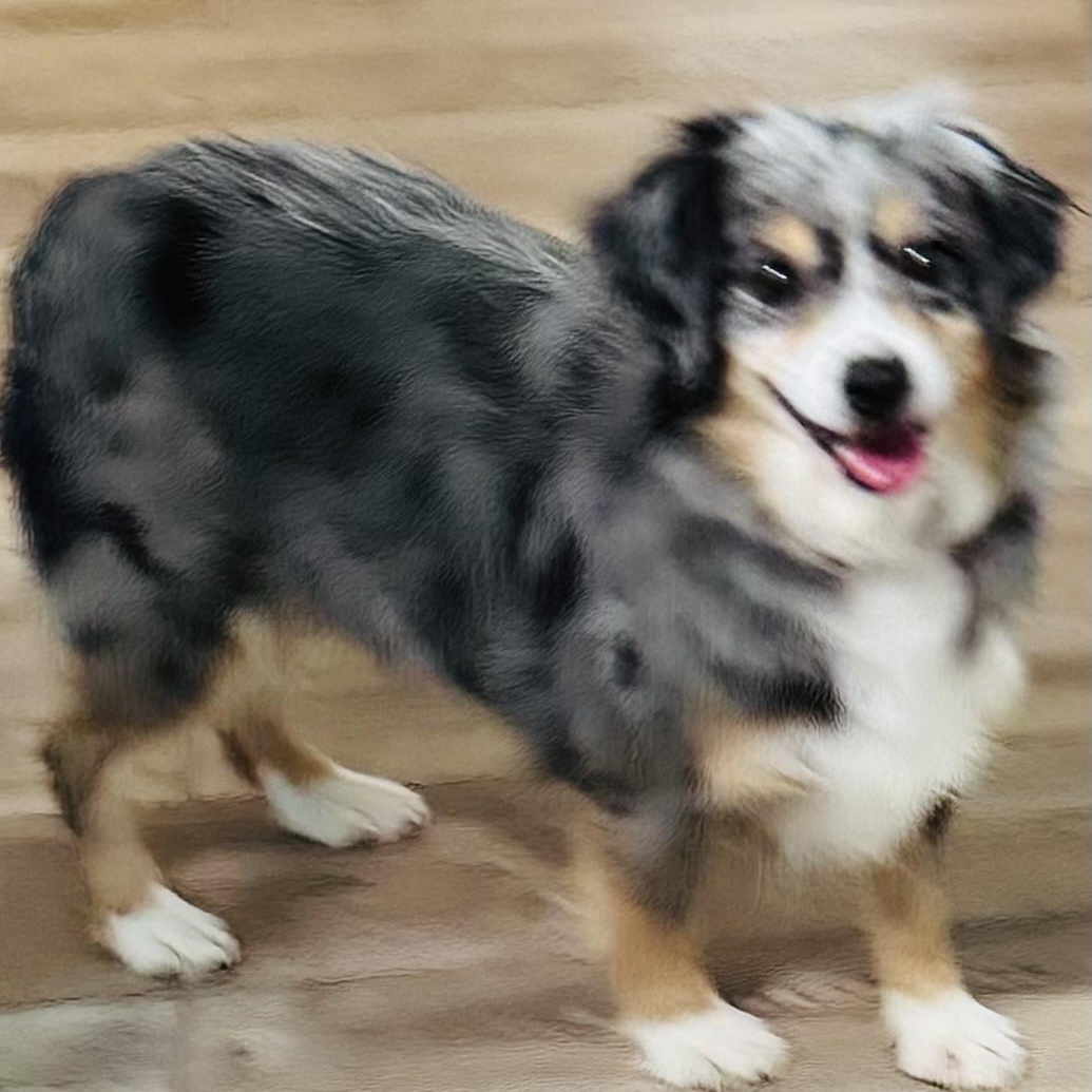 Cheery, a ADOPTABLE Australian Shepherd in Louisburg, KS image 3/5