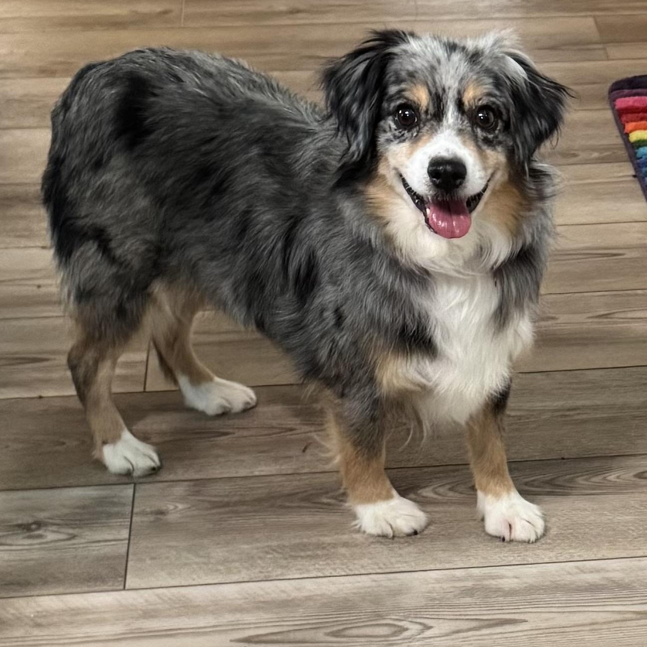 Cheery, a ADOPTABLE Australian Shepherd in Louisburg, KS image 1/5