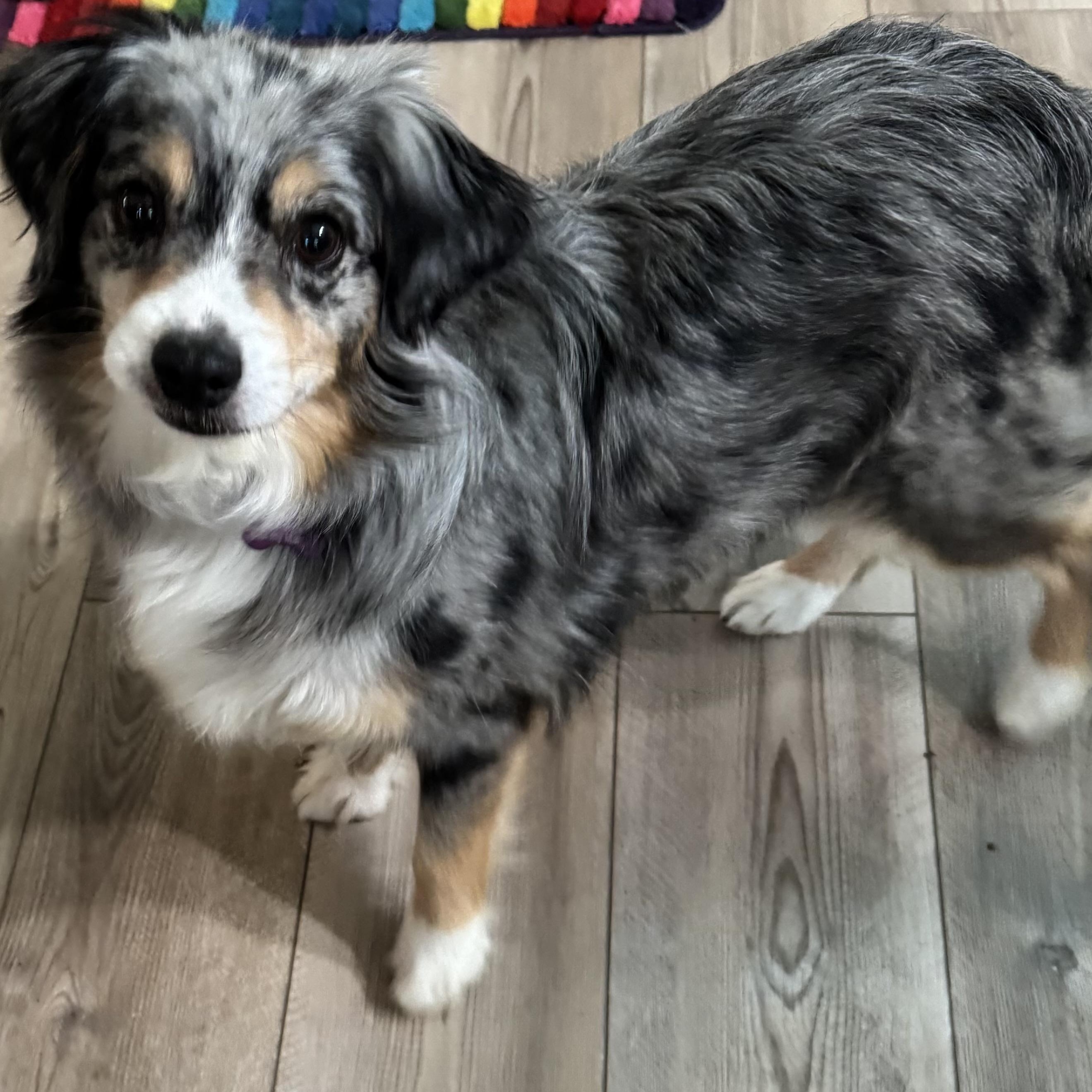 Cheery, a ADOPTABLE Australian Shepherd in Louisburg, KS image 2/5
