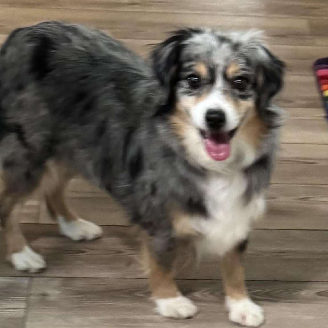 Cheery, a ADOPTABLE Australian Shepherd in Louisburg, KS image 4/5