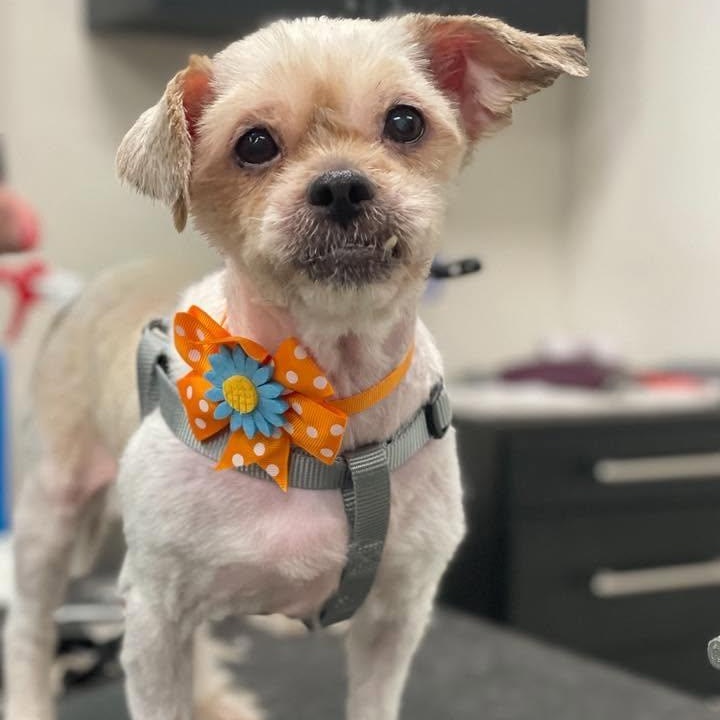 Chica, a ADOPTABLE Shih Tzu in Sunderland, MD image 1/2