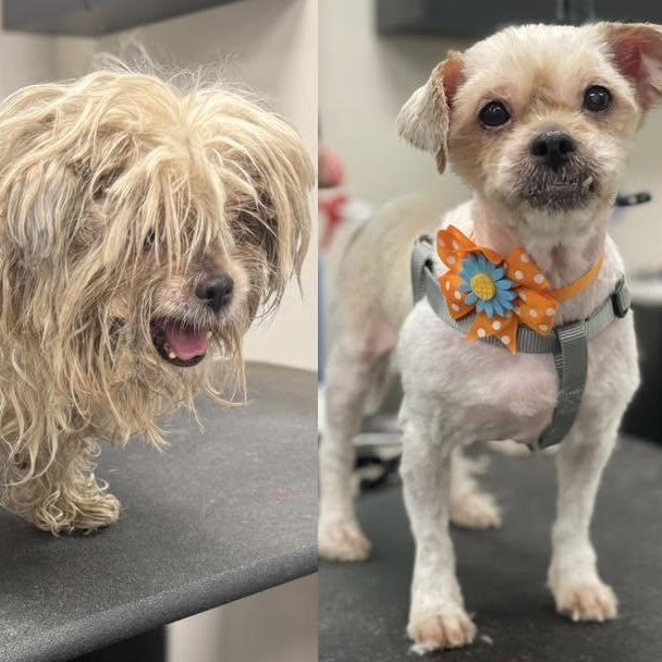 Chica, a ADOPTABLE Shih Tzu in Sunderland, MD image 2/2