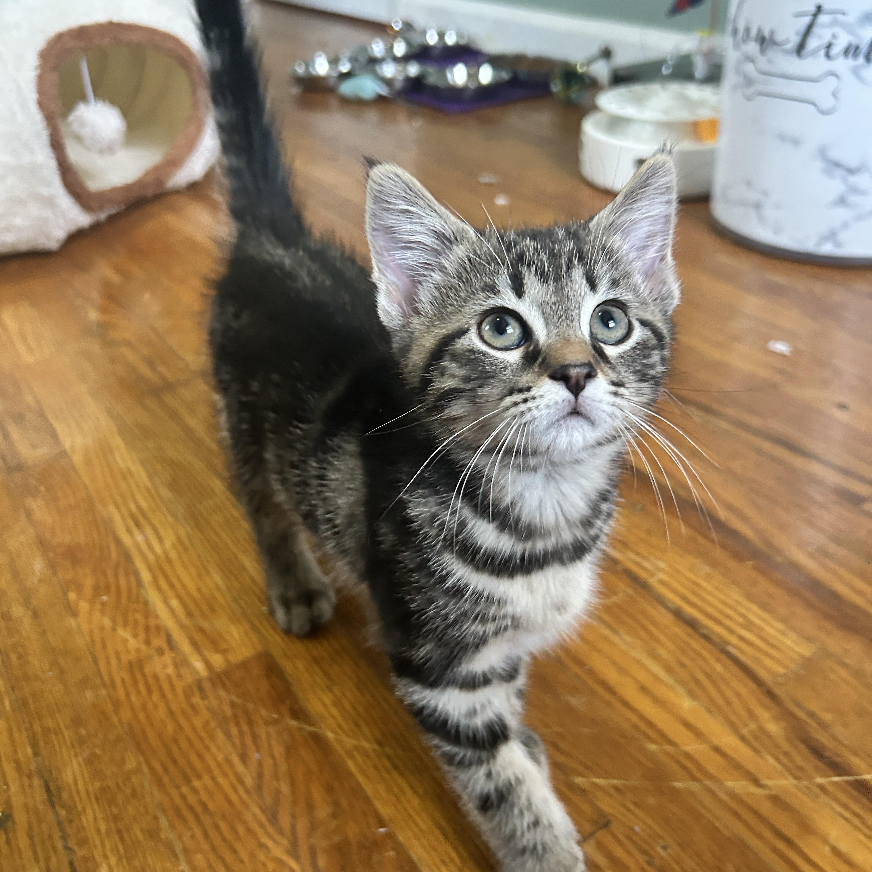 Indigo, a Adoptable Domestic Short Hair in Pittsburgh, PA image 2/6