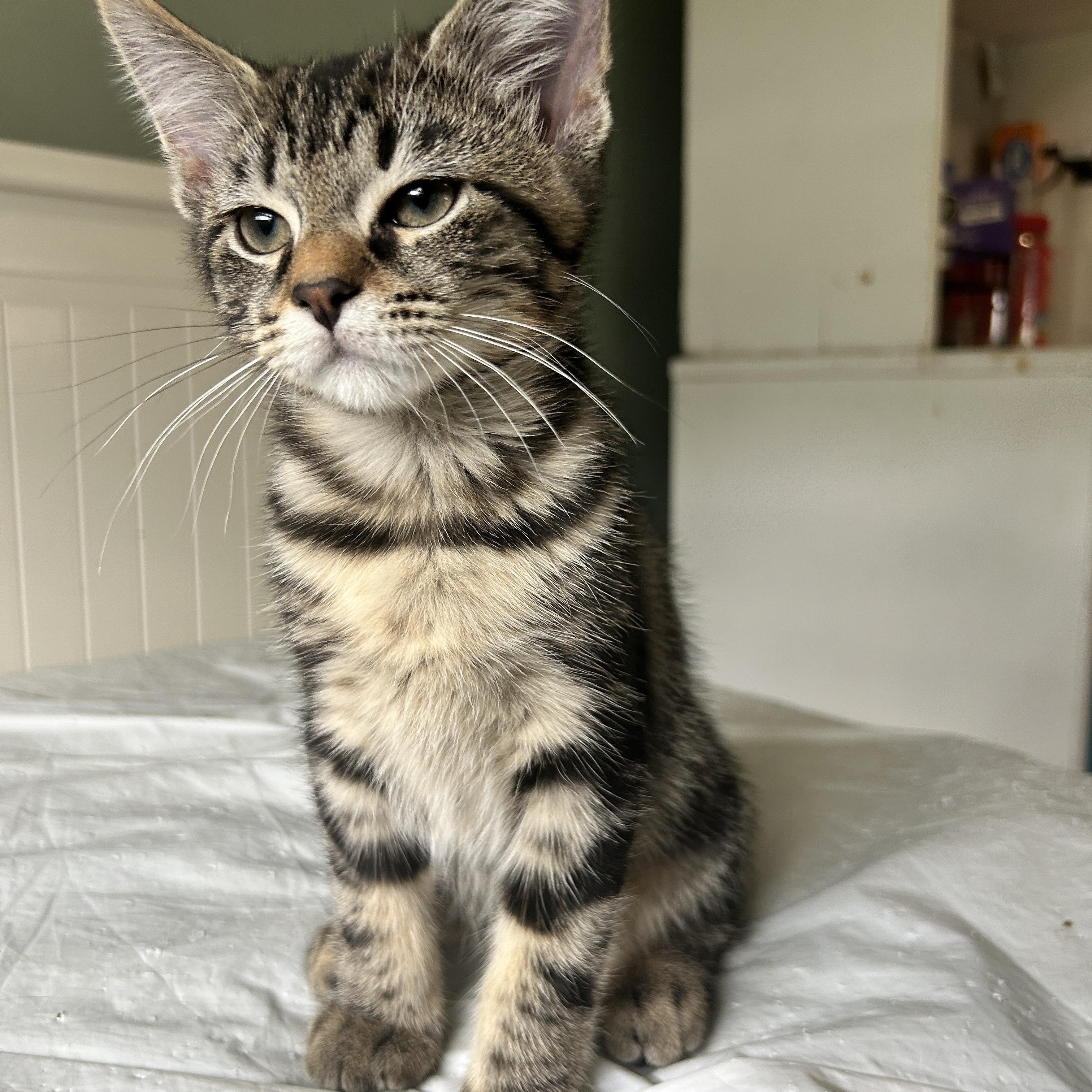 Indigo, a Adoptable Domestic Short Hair in Pittsburgh, PA image 4/6