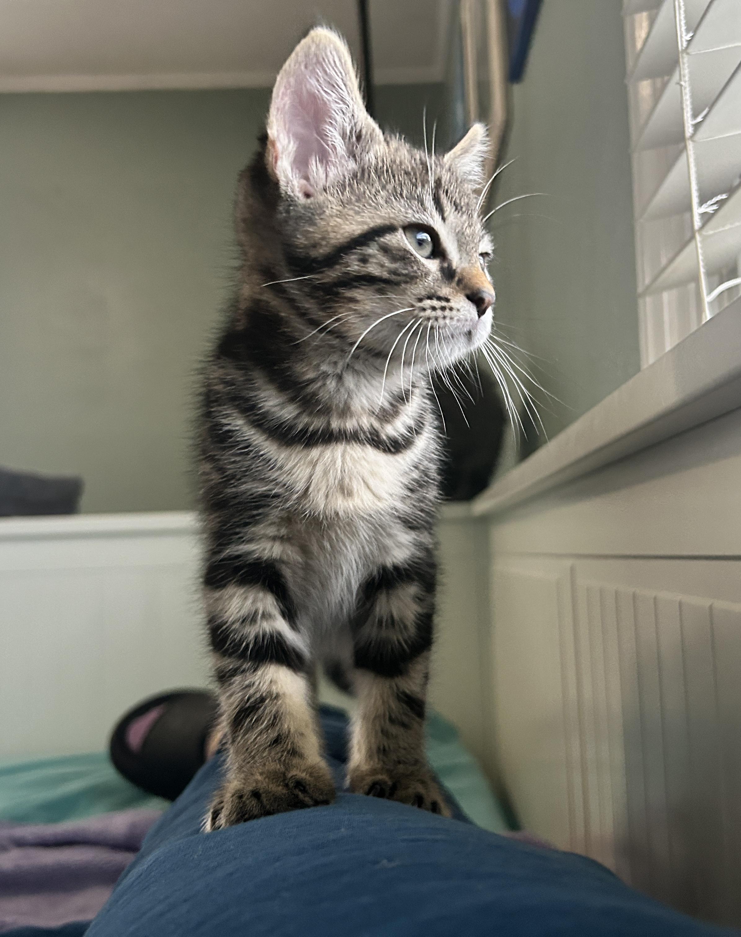 Indigo, a Adoptable Domestic Short Hair in Pittsburgh, PA image 5/6