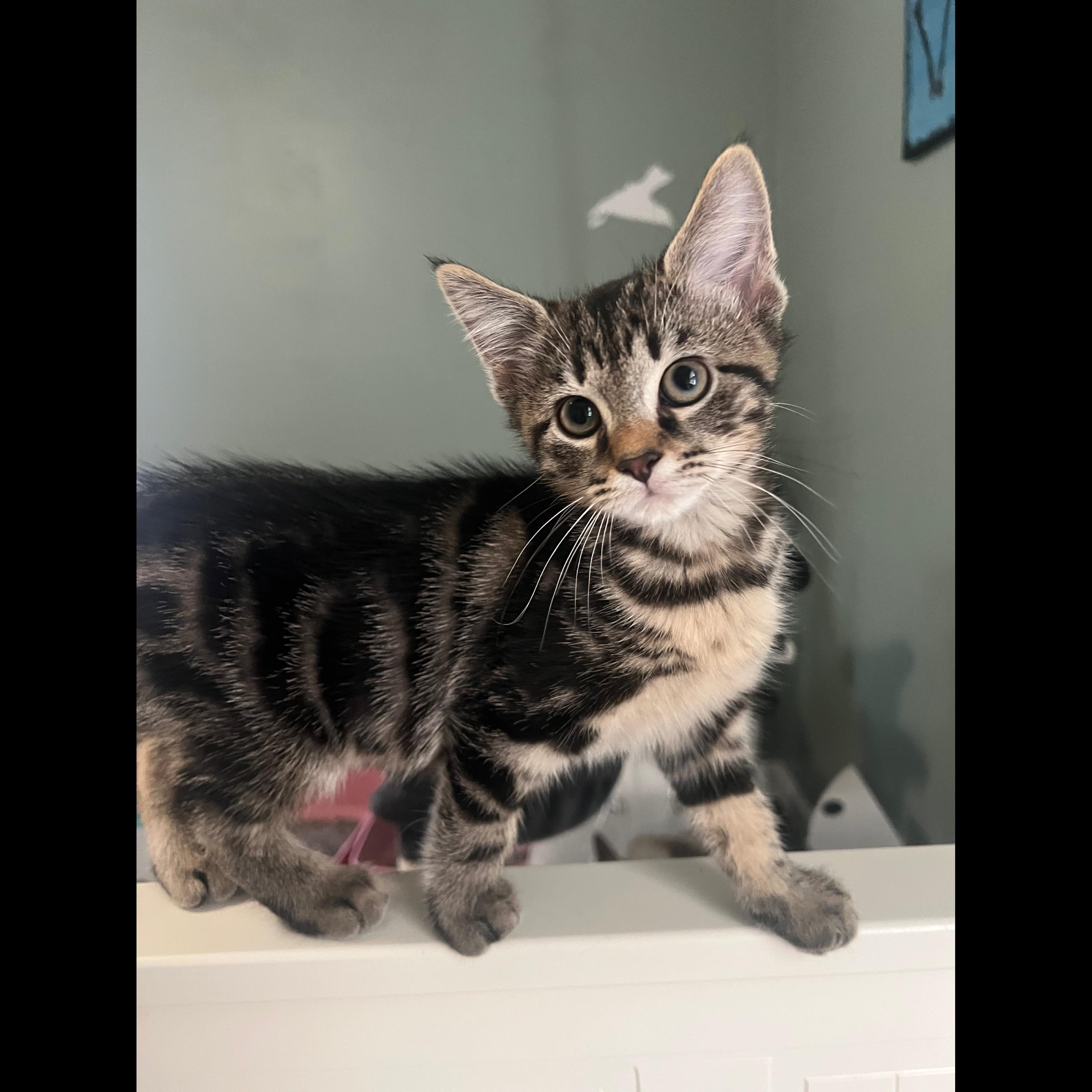 Indigo, Adoptable, Kitten Male Domestic Short Hair.