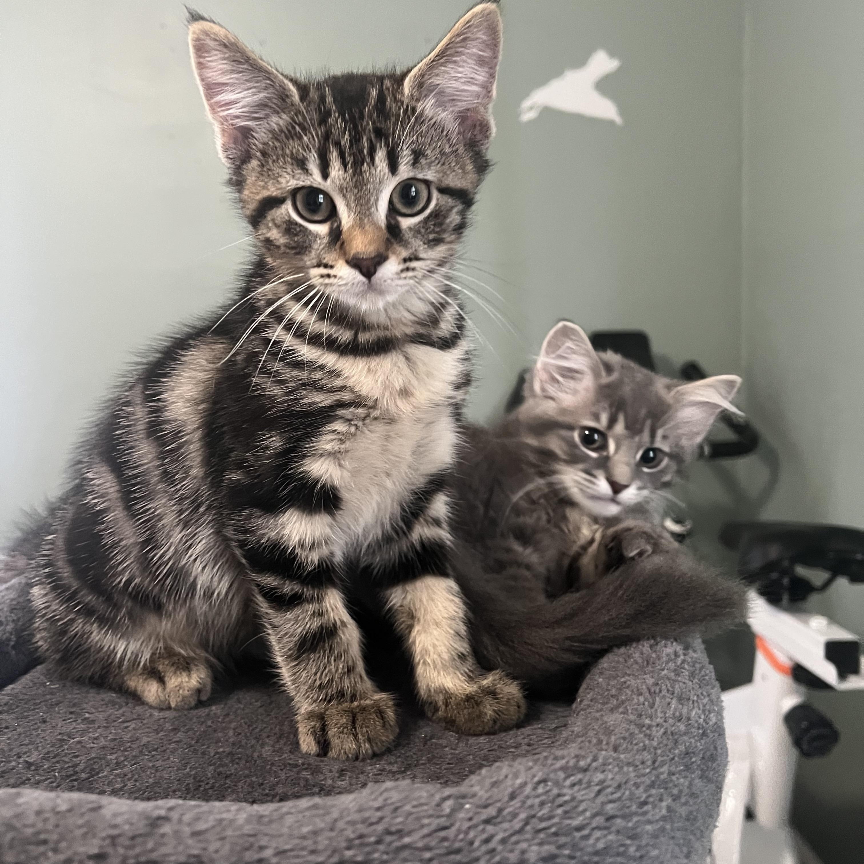 Indigo, a Adoptable Domestic Short Hair in Pittsburgh, PA image 6/6