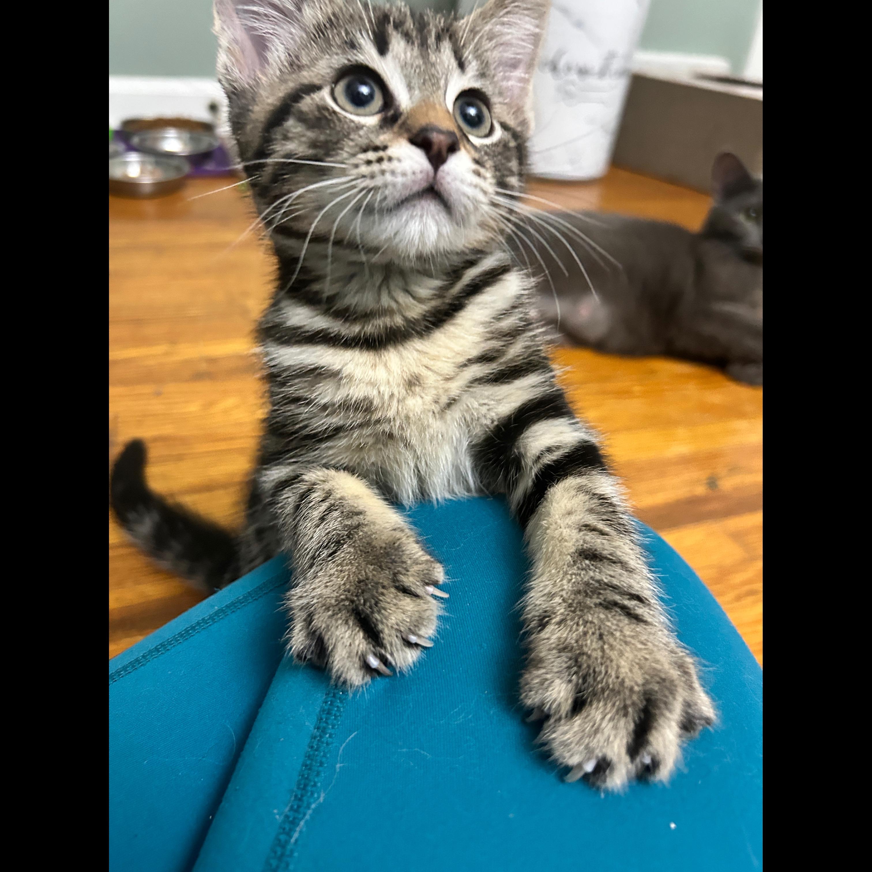 Indigo, a Adoptable Domestic Short Hair in Pittsburgh, PA image 3/6