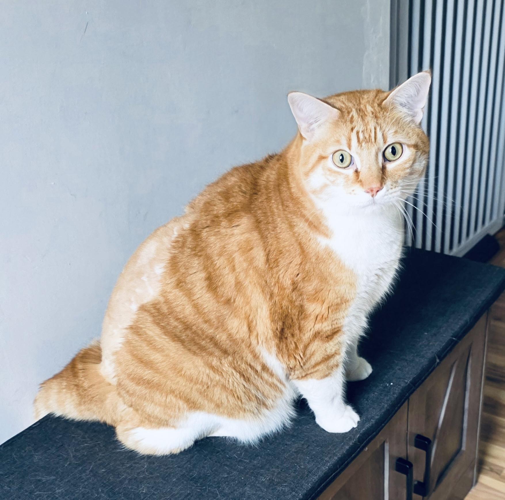Enlarge Nacho, a ADOPTABLE Domestic Short Hair in St. Clair, MI image 2/2