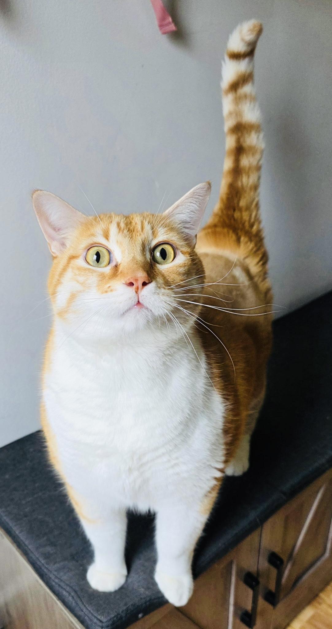 Nacho, ADOPTABLE, Young Male Domestic Short Hair.