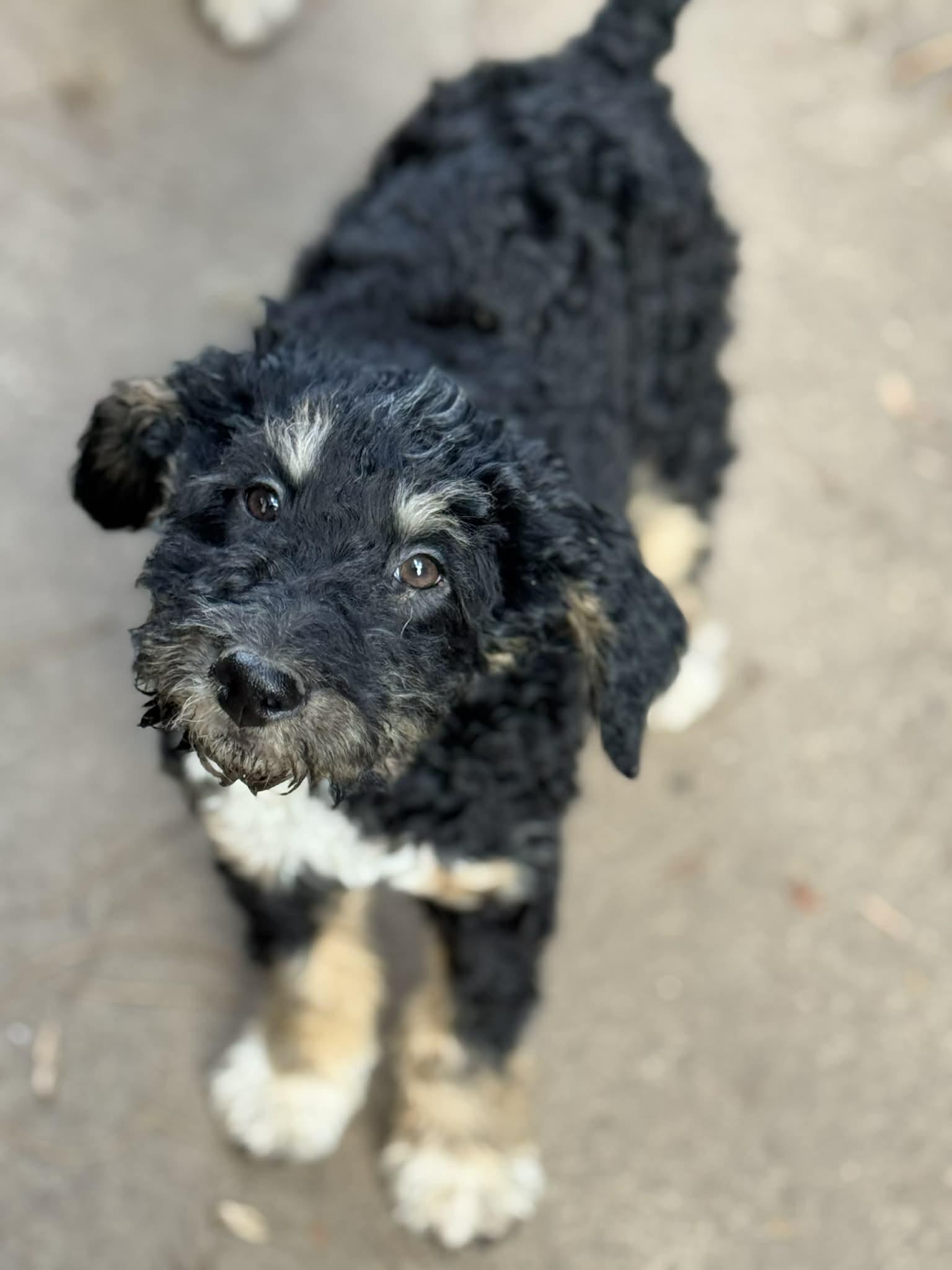 Link, a Adoptable mixed breed in Buffalo, NY image 1/3