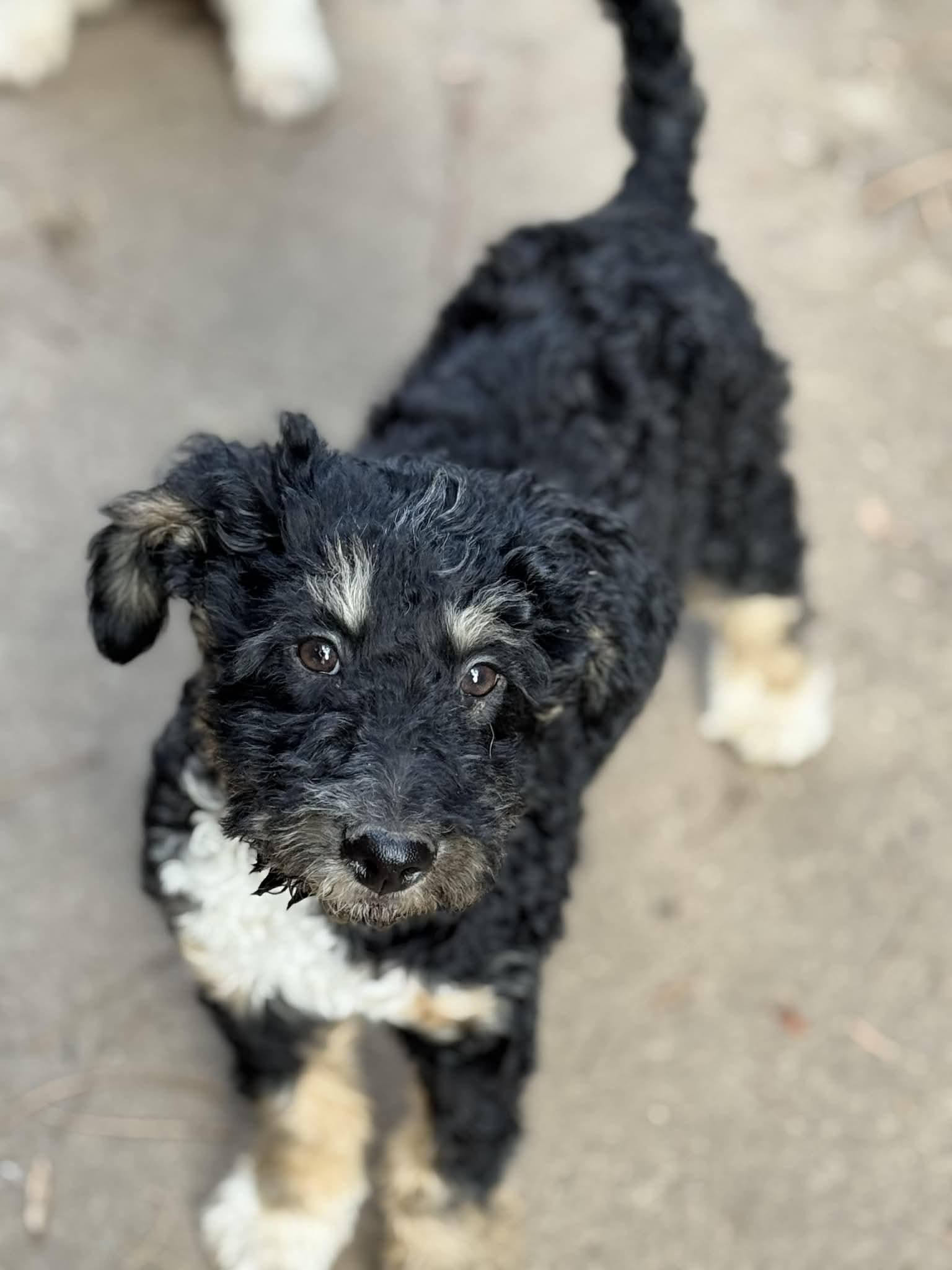 Link, a Adoptable mixed breed in Buffalo, NY image 3/3