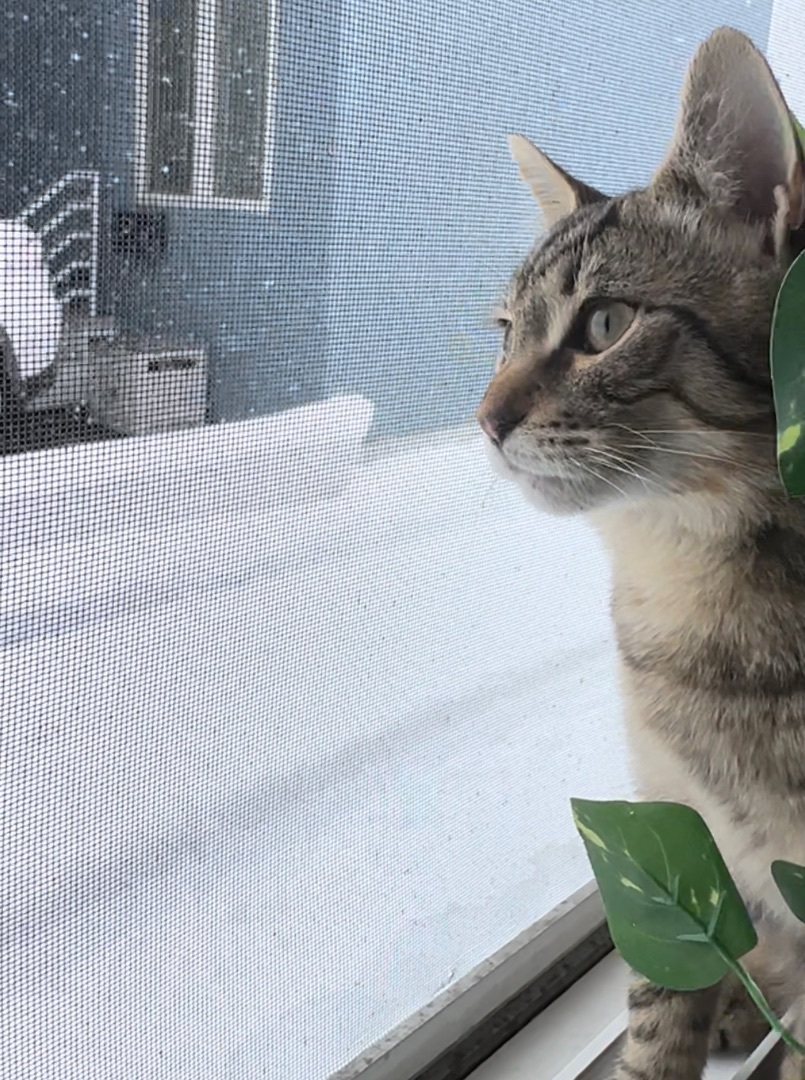 Yosi, Adopted, Young Male Domestic Short Hair.