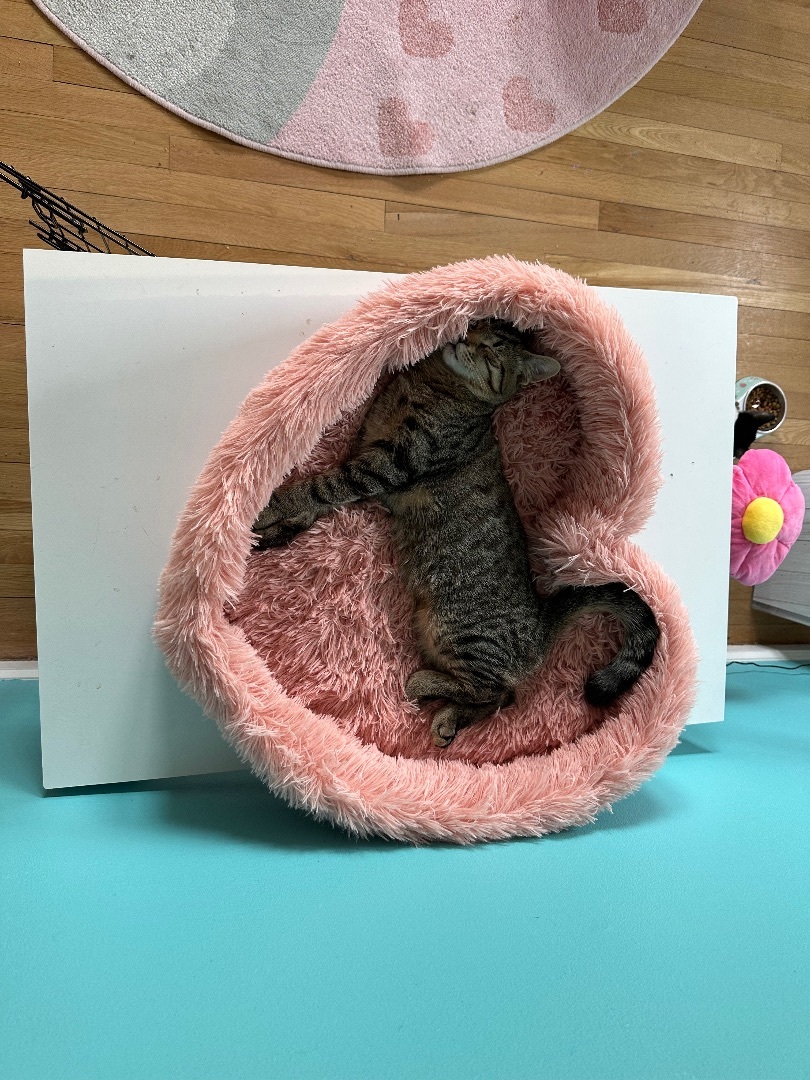 Yosi, a Adopted Domestic Short Hair in Totowa, NJ image 2/3