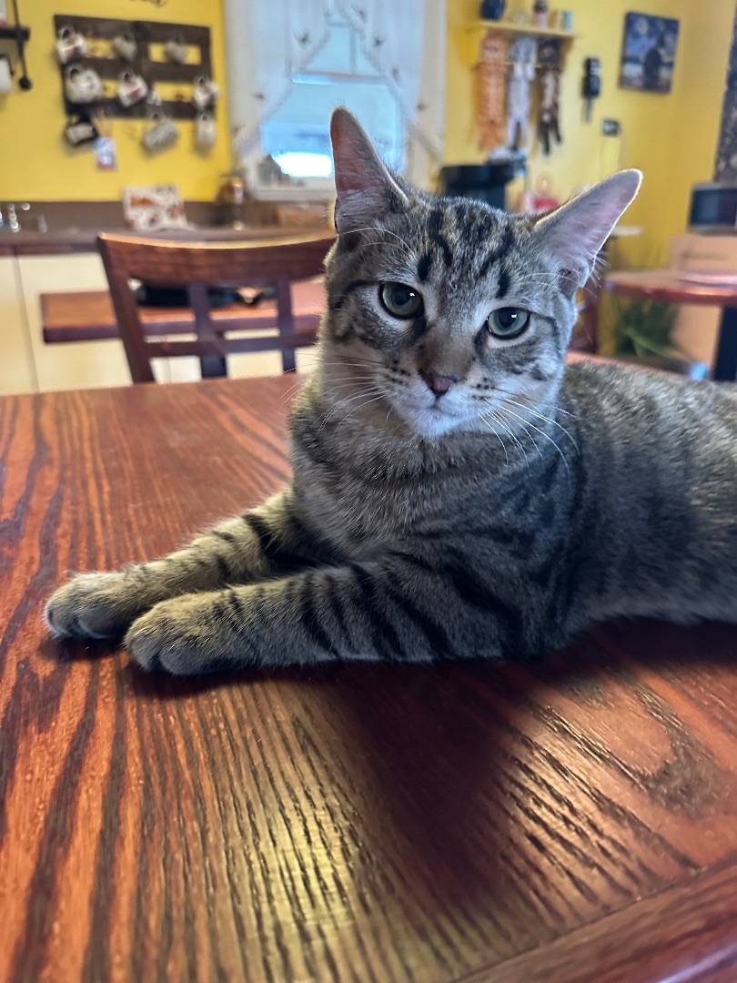 Yosi, a Adopted Domestic Short Hair in Totowa, NJ image 3/3