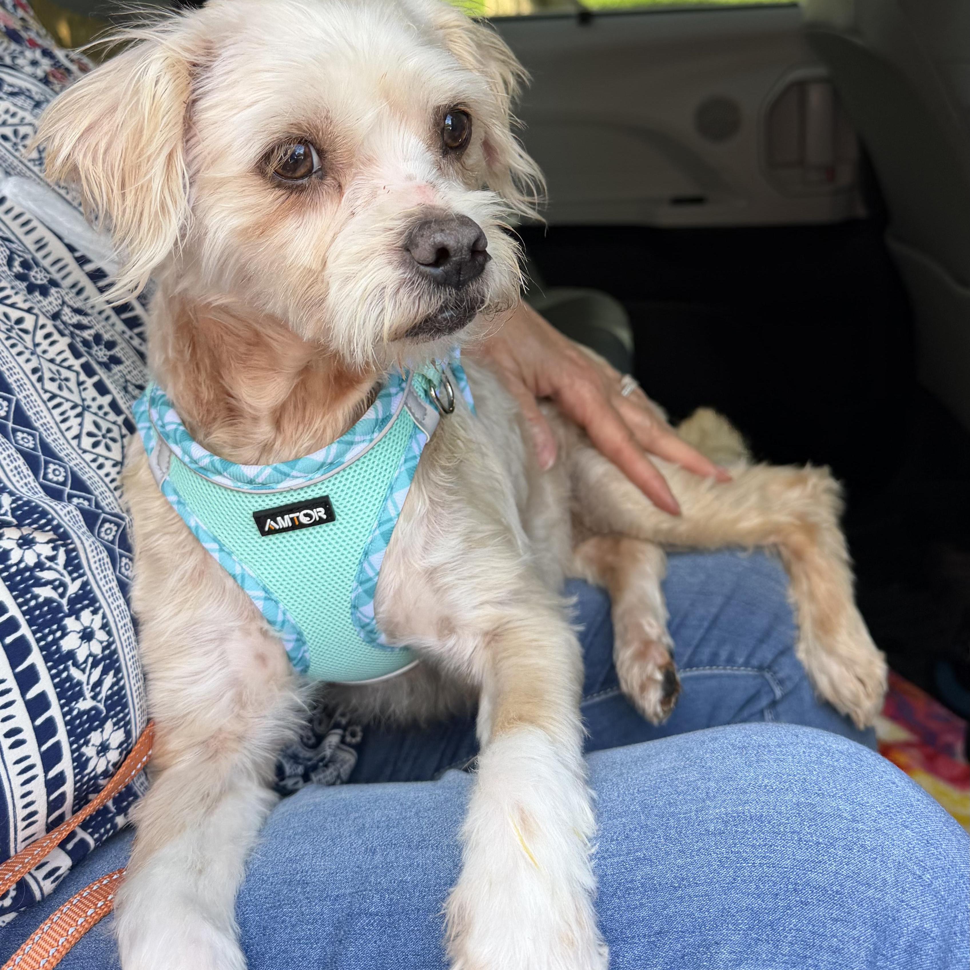 Enlarge Kendra Turner, a Adoptable Shih poo in Plano, TX image 2/3