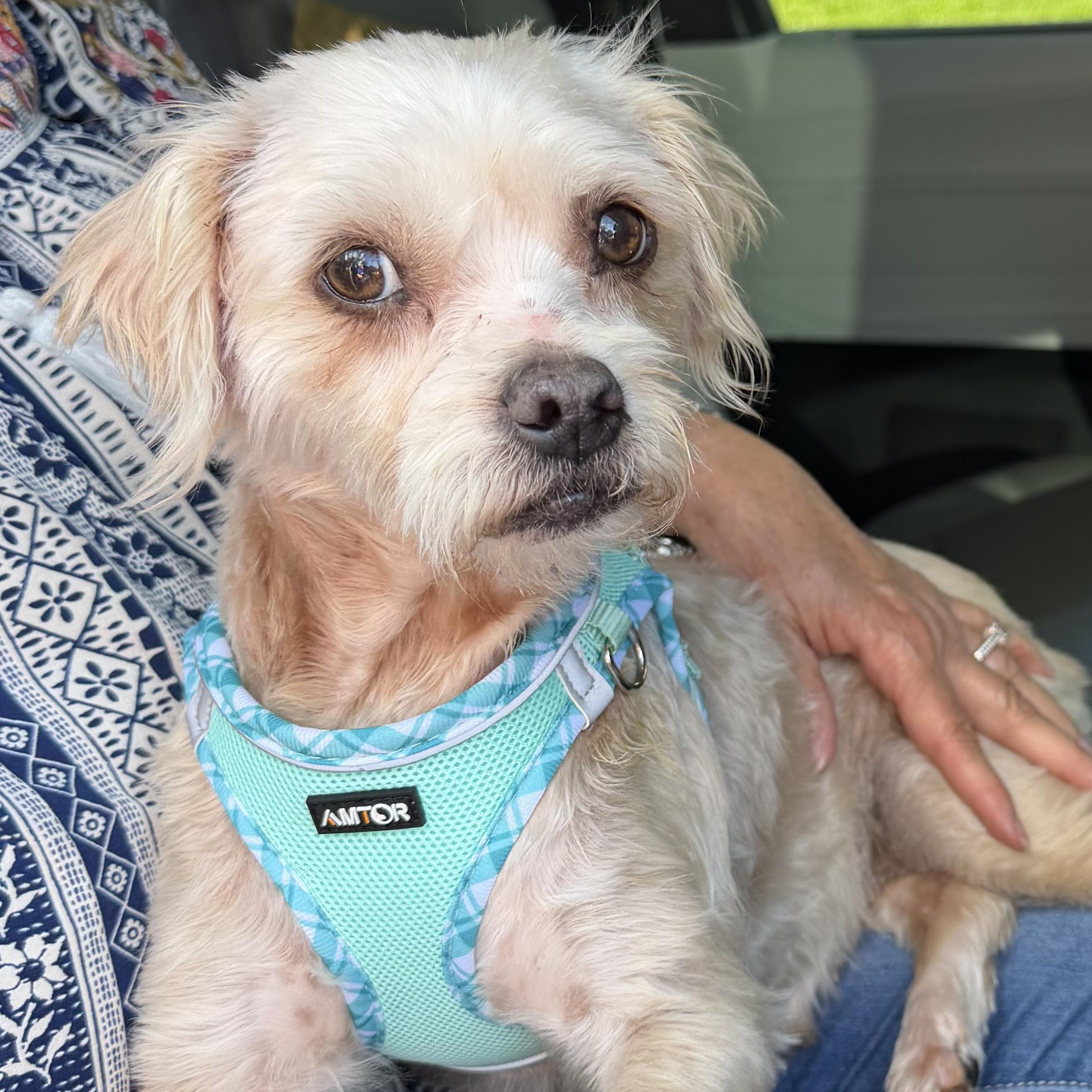 Enlarge Kendra Turner, a Adoptable Shih poo in Plano, TX image 3/3