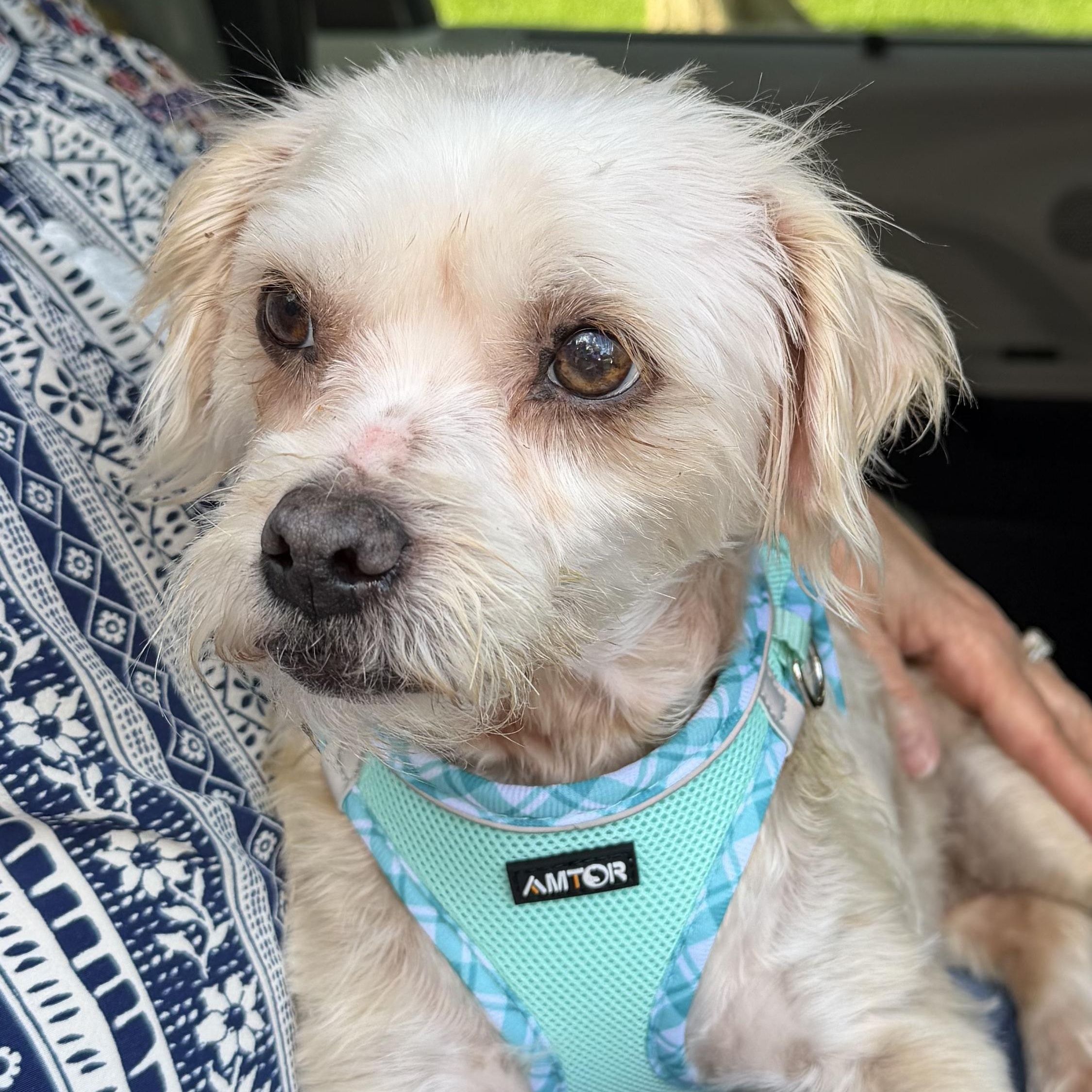 Kendra Turner, Adoptable, Young Female Shih poo.