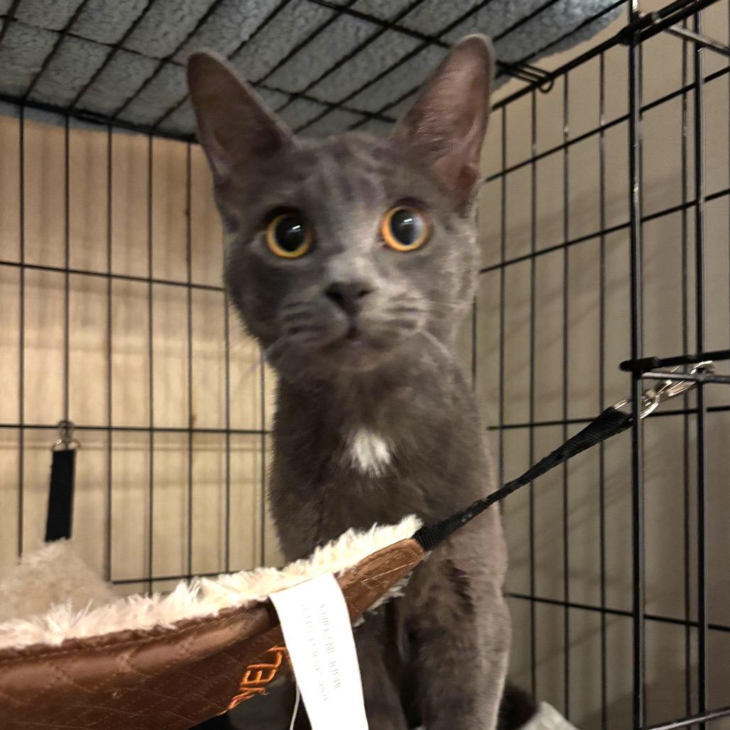 Luna, a Adoptable Domestic Short Hair in La Grange, KY image 1/2