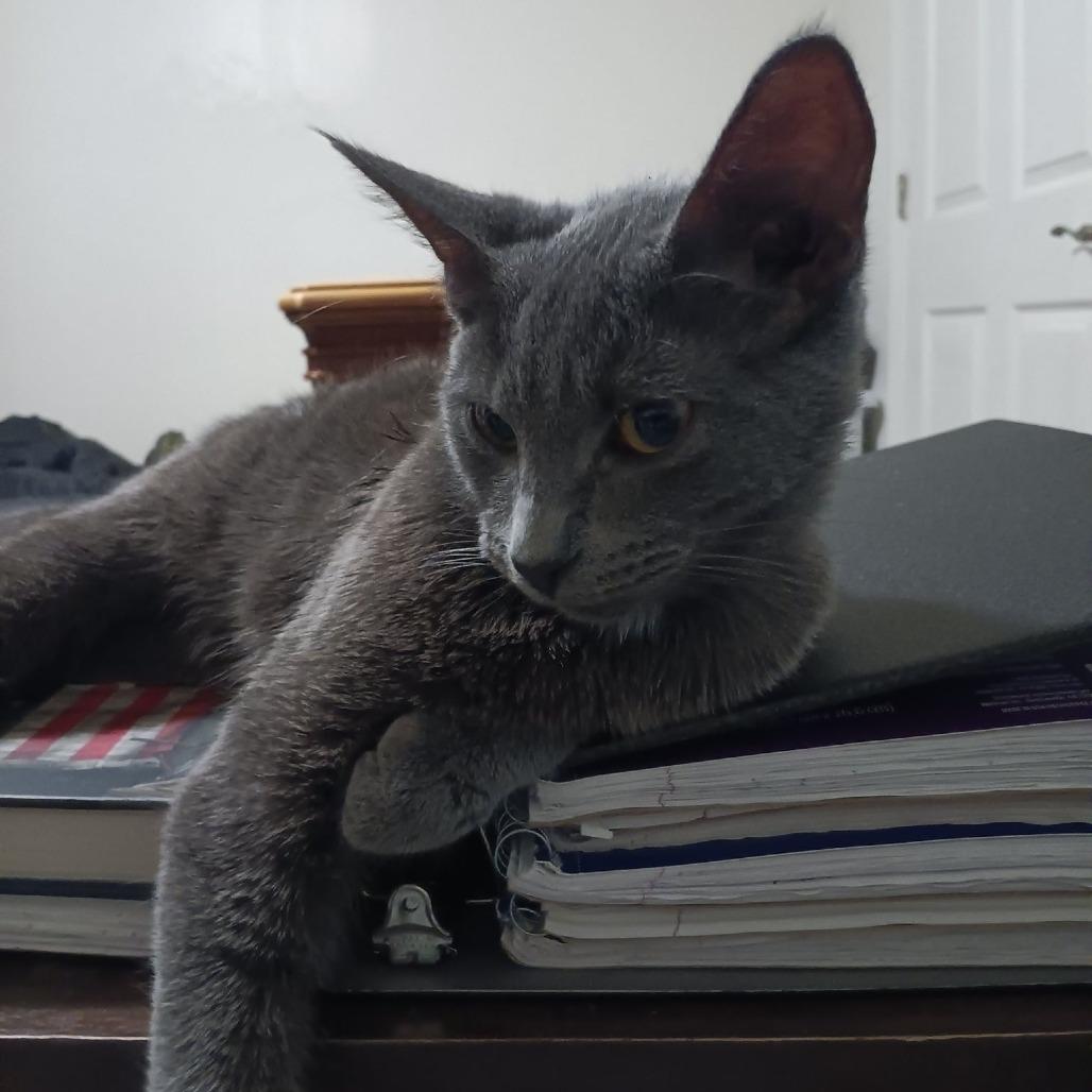 Luna, a Adoptable Domestic Short Hair in La Grange, KY image 2/2