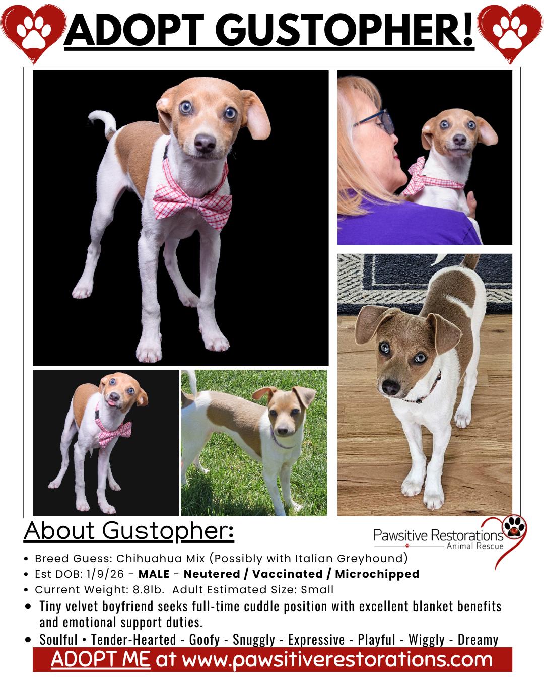 Enlarge GUSTOPHER, an adopted mixed breed in Aurora, CO image 2/3