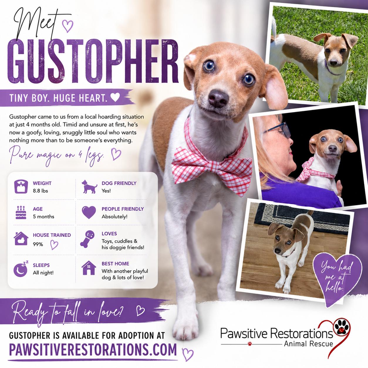Enlarge GUSTOPHER, an adopted mixed breed in Aurora, CO image 1/3