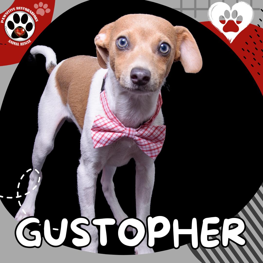Enlarge GUSTOPHER, an adopted mixed breed in Aurora, CO image 3/3