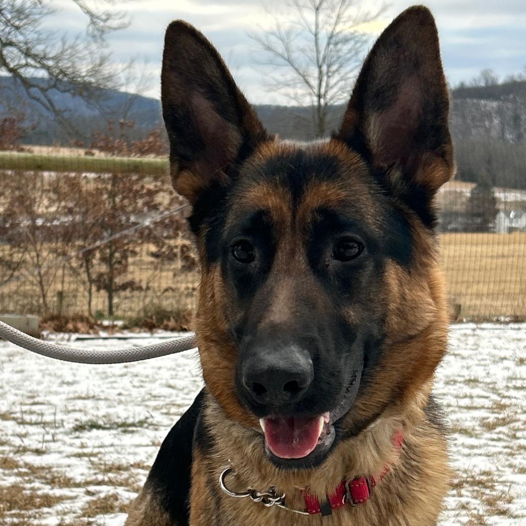 Nova 2 (26-003), Adoptable, Young Female German Shepherd Dog.