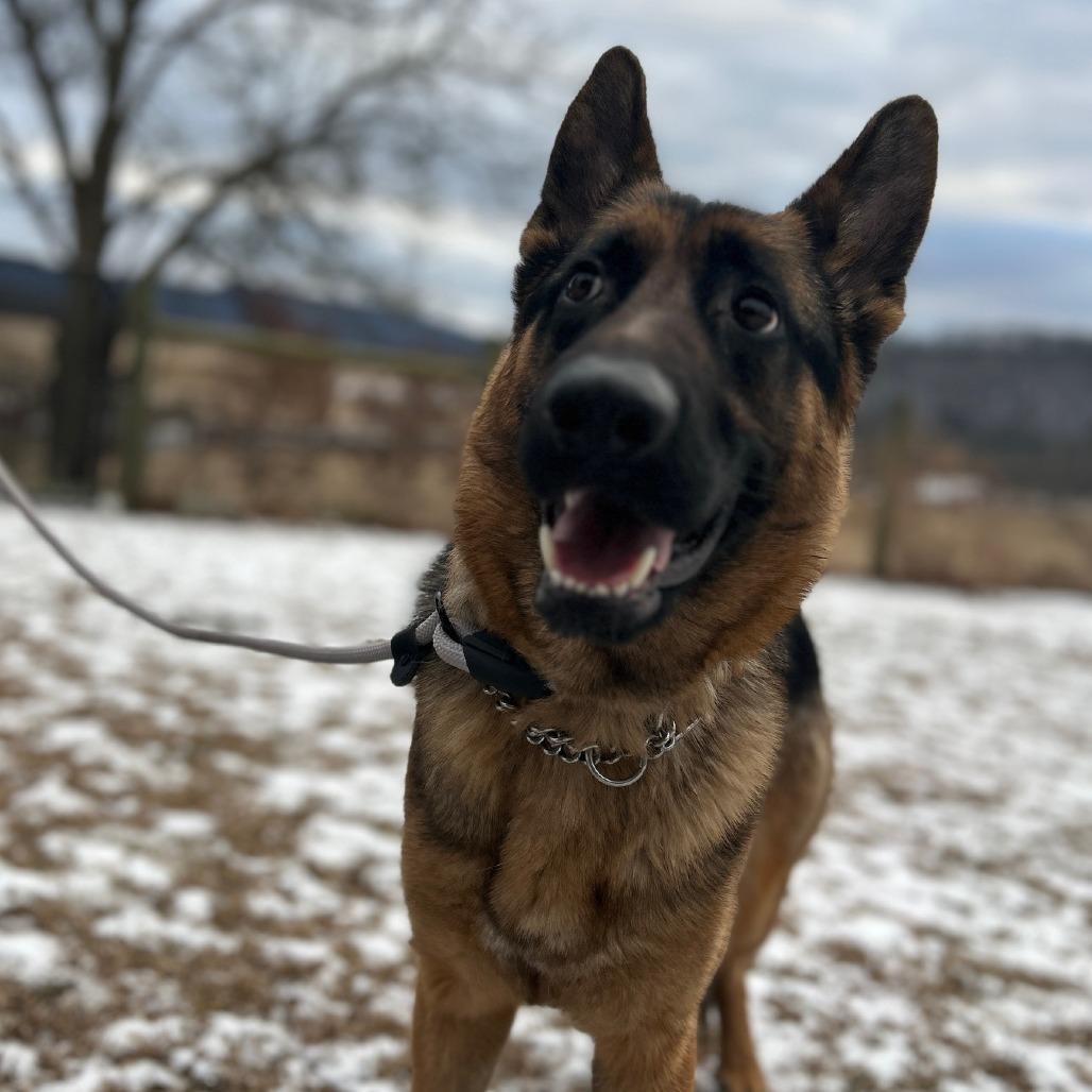 Enlarge Nova 2 (26-003), a Adoptable German Shepherd Dog in New Ringgold, PA image 2/6