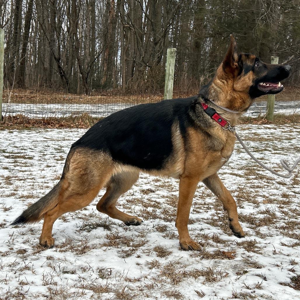 Enlarge Nova 2 (26-003), a Adoptable German Shepherd Dog in New Ringgold, PA image 3/6