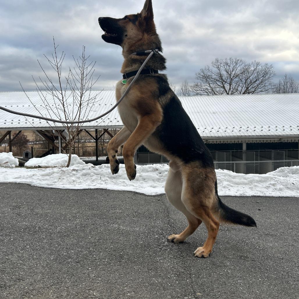 Enlarge Nova 2 (26-003), a Adoptable German Shepherd Dog in New Ringgold, PA image 4/6