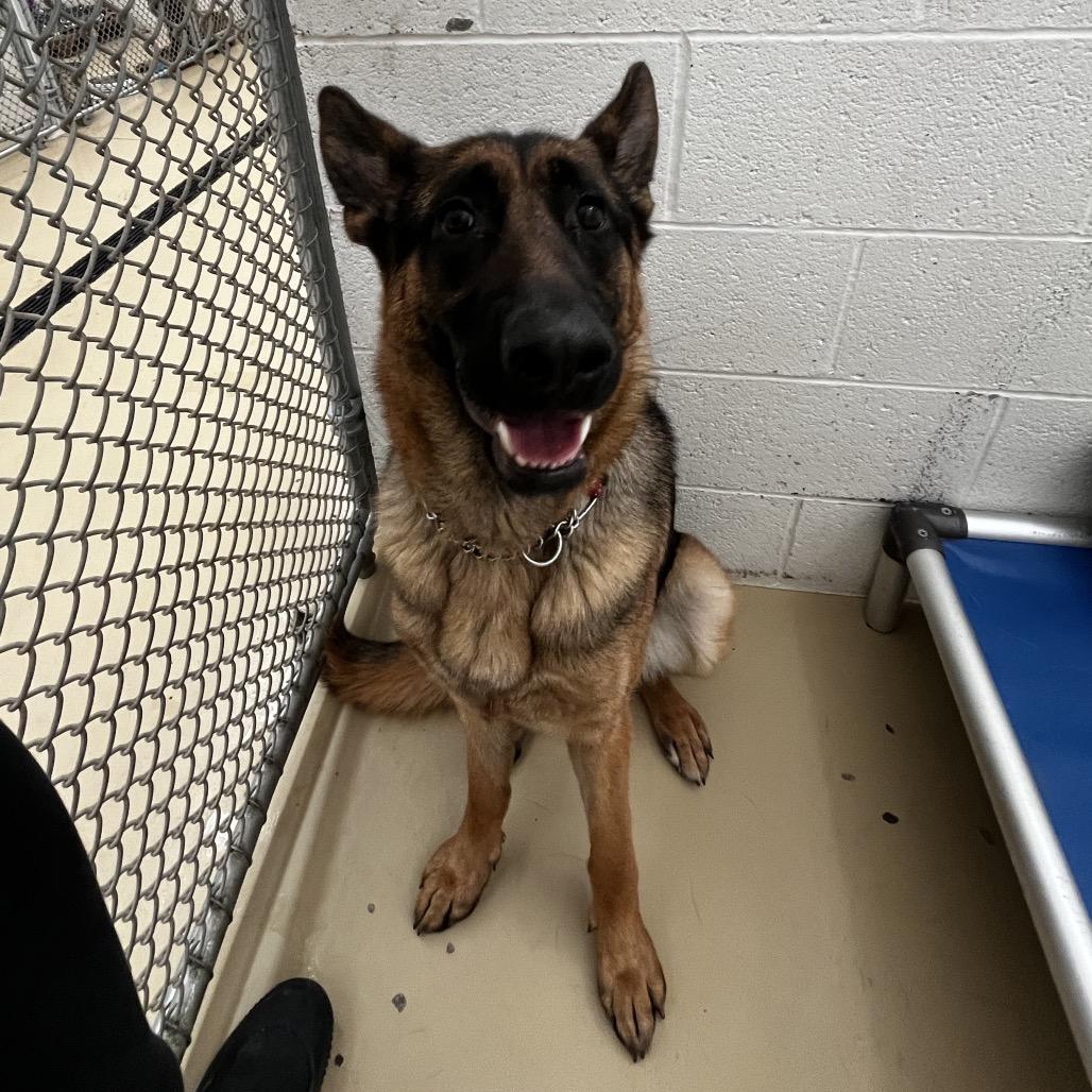 Enlarge Nova 2 (26-003), a Adoptable German Shepherd Dog in New Ringgold, PA image 5/6