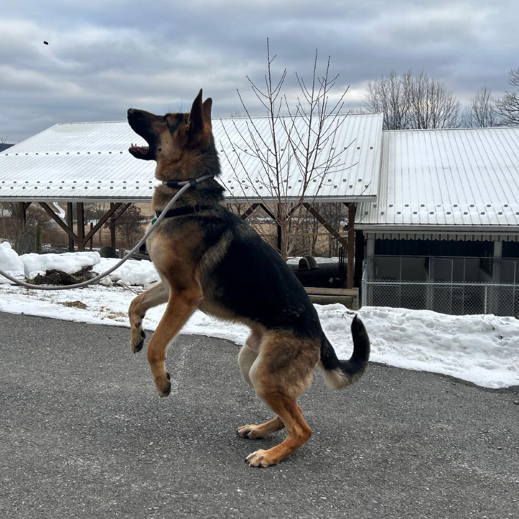 Enlarge Nova 2 (26-003), a Adoptable German Shepherd Dog in New Ringgold, PA image 6/6