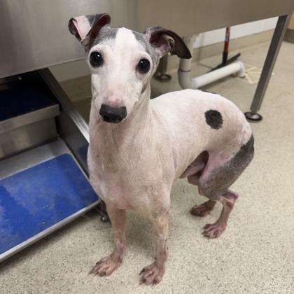 Enlarge Truman, a ADOPTABLE mixed breed in Dubuque, IA image 1/3