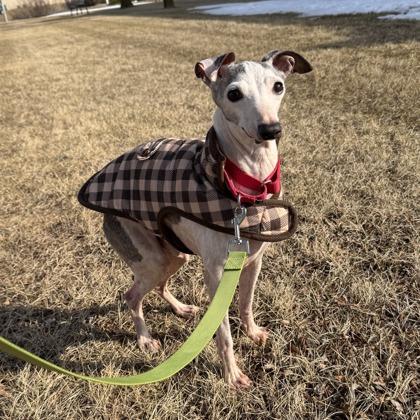 Enlarge Truman, a ADOPTABLE mixed breed in Dubuque, IA image 3/3