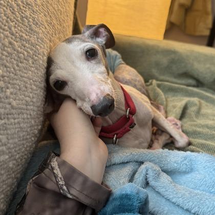 Enlarge Truman, a ADOPTABLE mixed breed in Dubuque, IA image 2/3