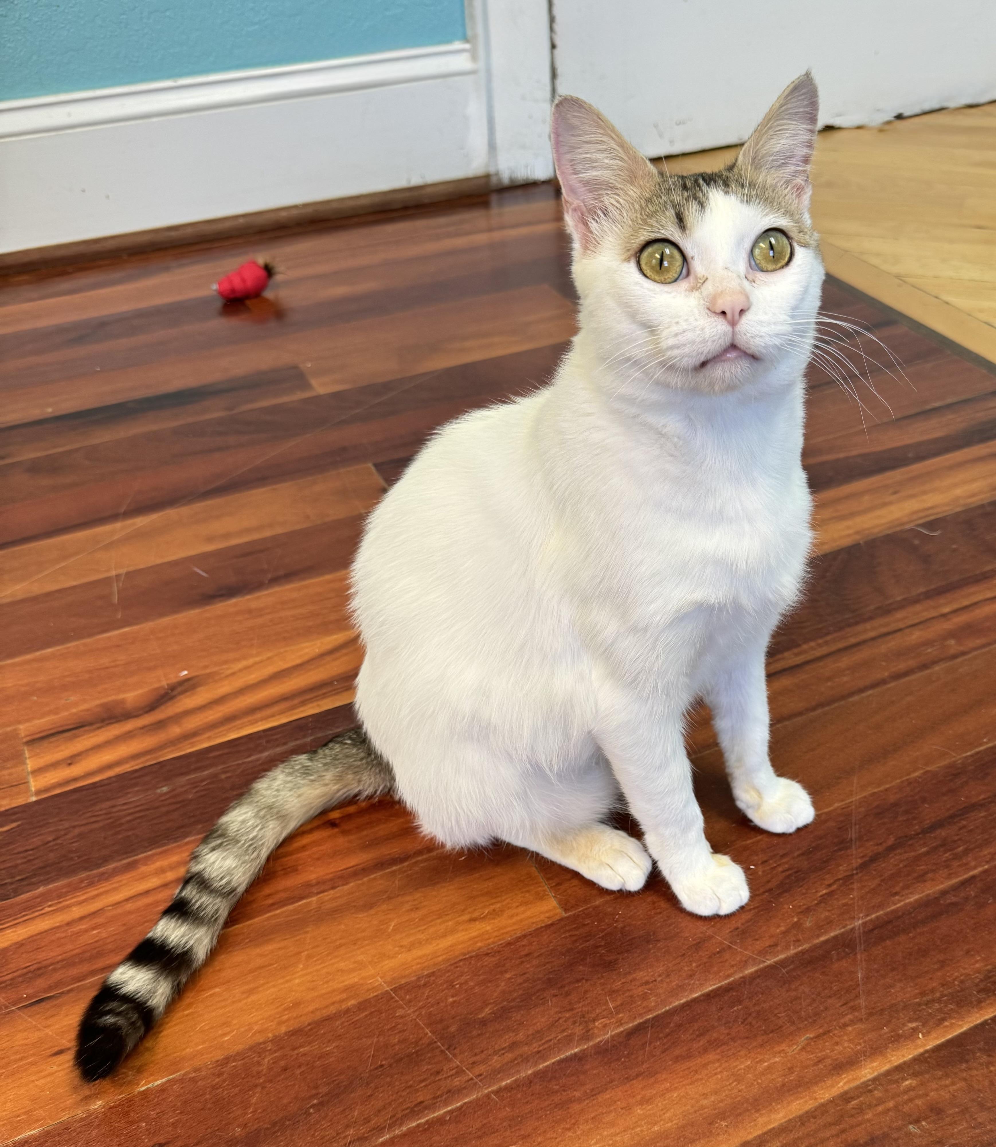 Enlarge DAVE - White/Tabby Adult Male - Blind, a Adoptable Domestic Short Hair in Monroe, NC image 2/5