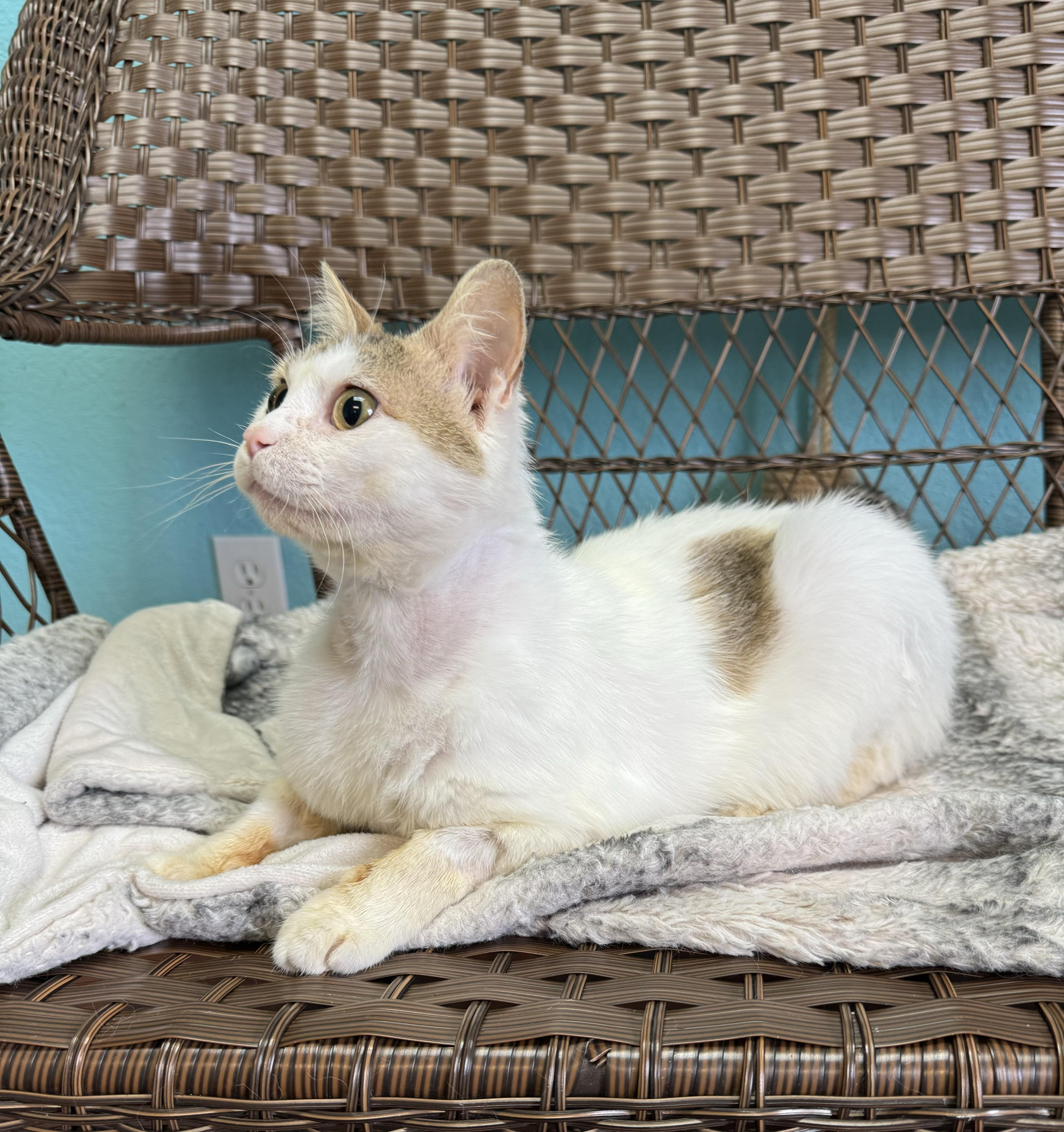 Enlarge DAVE - White/Tabby Adult Male - Blind, a Adoptable Domestic Short Hair in Monroe, NC image 3/5