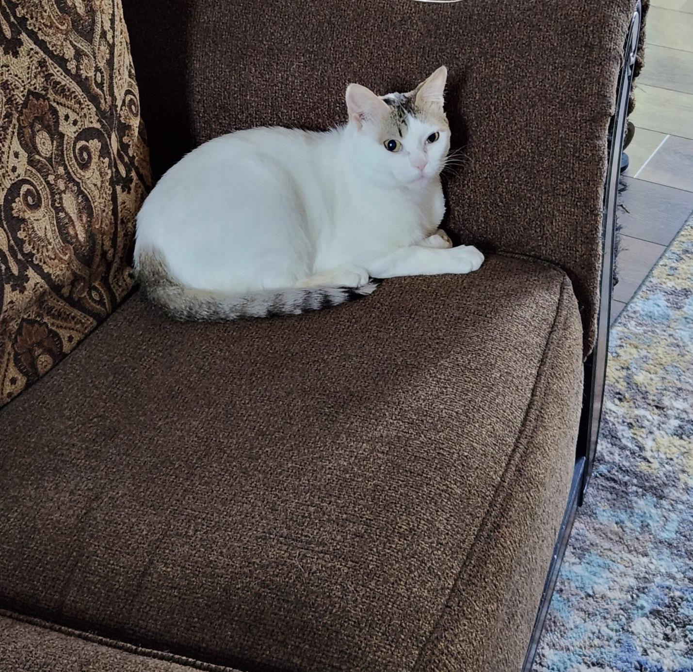 DAVE - White/Tabby Adult Male - Blind