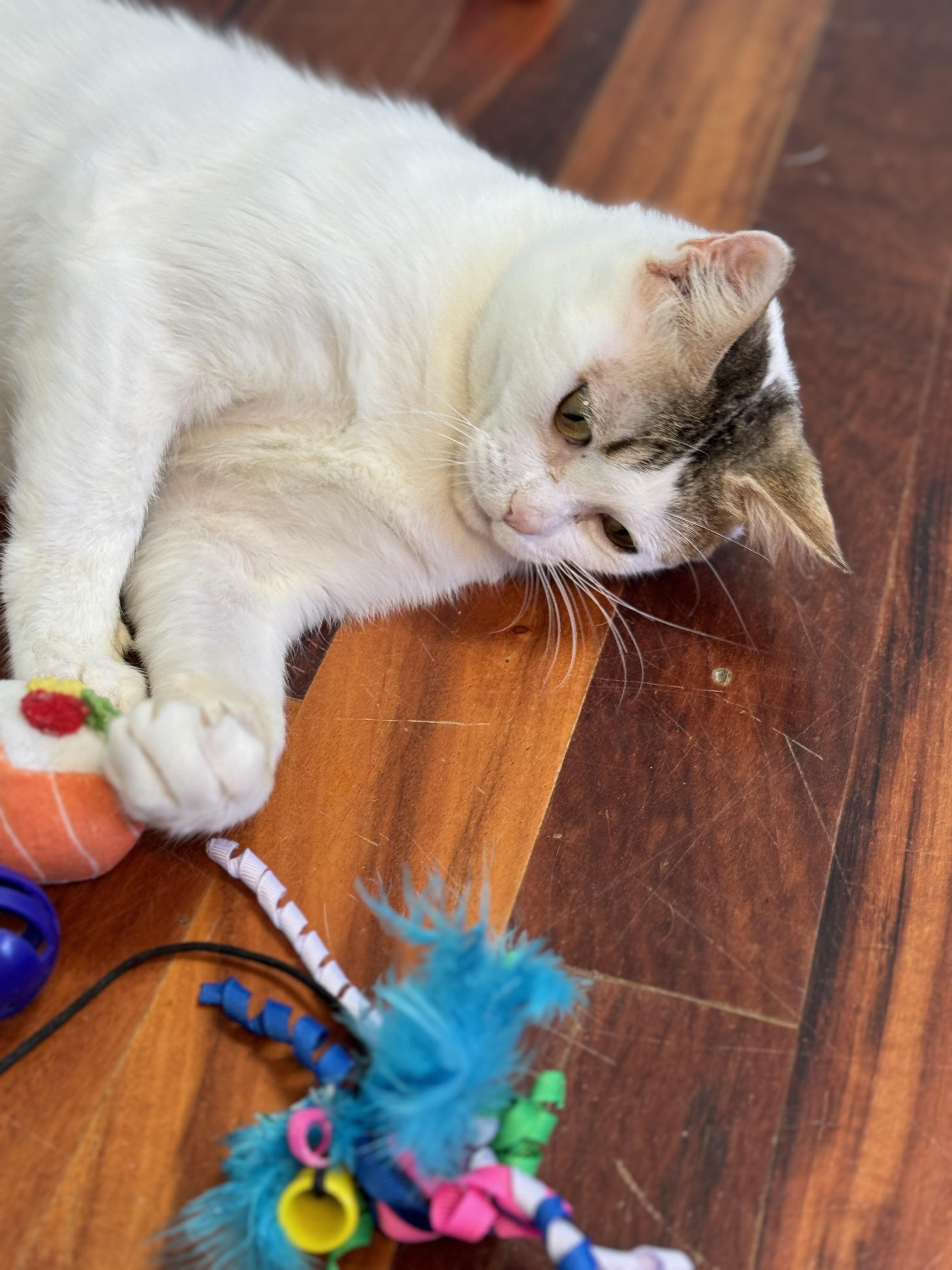 Enlarge DAVE - White/Tabby Adult Male - Blind, a Adoptable Domestic Short Hair in Monroe, NC image 5/5