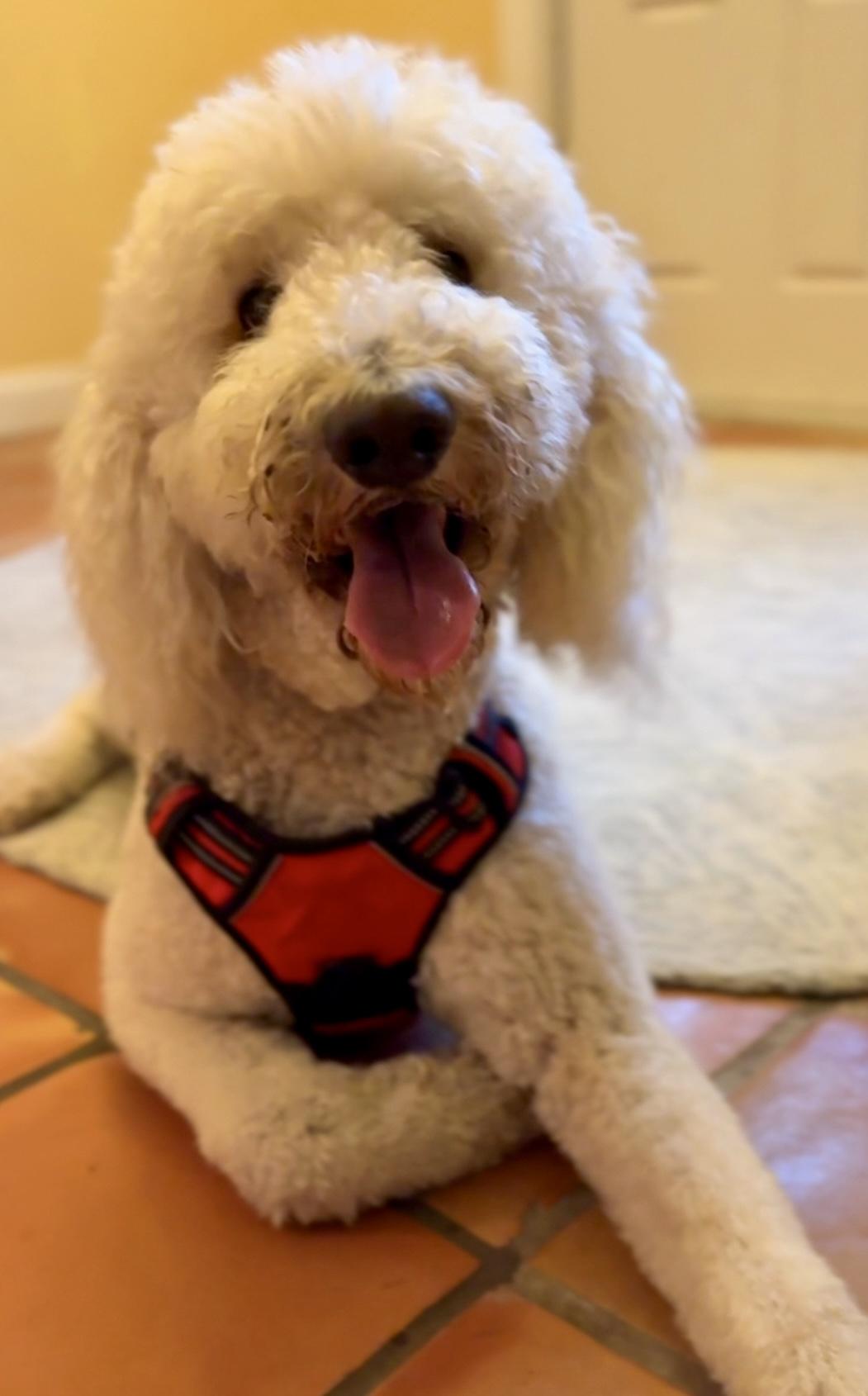Charlie, Adoptable, Adult Male Goldendoodle.