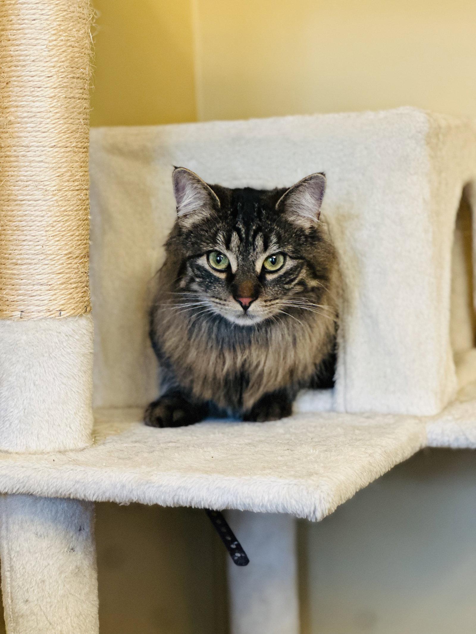 Sophie W/ Gracie, Adopted, Young Female Domestic Long Hair.